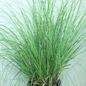 Cortaderia selloana Pumila
(1 Plants/Order)(40cmP 200cmH)