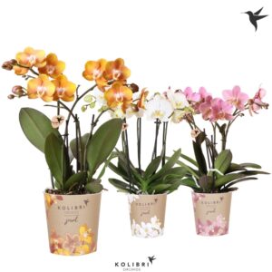 Phalaenopsis mixed Jewel 4spike
(6 Plants/Order)(12cmP 40cmH)