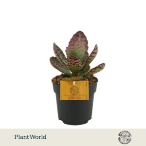 Kalanchoe humilis Surprising Desert 10,5cm
(6 Plants/Order)(10.5cmP 15cmH)