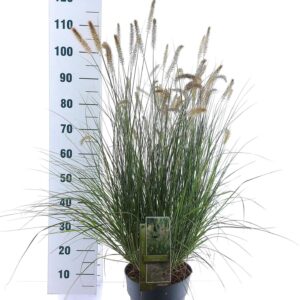 Pennisetum alopecuroides Hameln
(1 Plants/Order)(23cmP 110cmH)