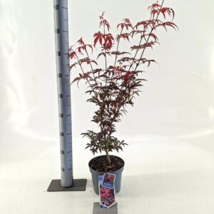 Acer palmatum Skeeters Broom
(1 Plants/Order)(19cmP 80cmH)