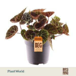 Begonia ferox rex
(5 Plants/Order)(17cmP 35cmH)
