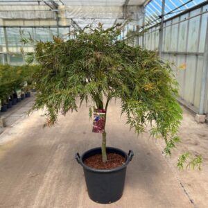 Acer palmatum Garnet'
(1 Plants/Order)(50cmP 150cmH)