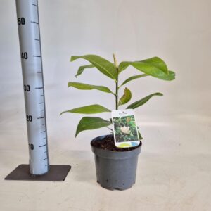 Magnolia grandiflora
(1 Plants/Order)(17cmP 40cmH)