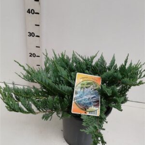 Juniperus horizontalis Blue Chip
(1 Plants/Order)(19cmP 45cmH)