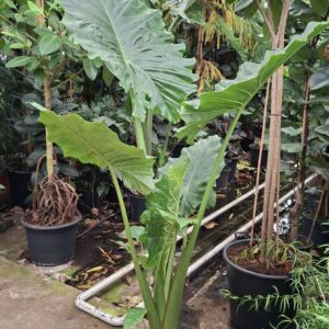 Alocasia Portodora toef XL 200
(1 Plants/Order)(30cmP 200cmH)