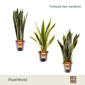 Sansevieria mix
(7 Plants/Order)(14cmP 45cmH)