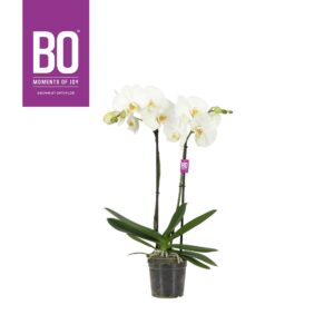 Phalaenopsis white more Ripsen Funda P12 BO White 2 spike
(10 Plants/Order)(12cmP 50cmH)