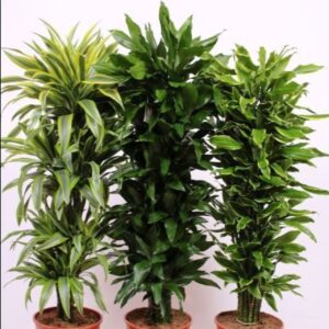 Dracaena fragrans mixkar 30
(9 Plants/Order)(30cmP 150cmH)