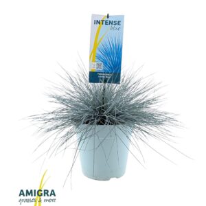 Festuca glauca Intense Blue®
(1 Plants/Order)(23cmP 45cmH)