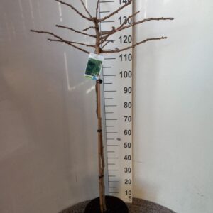 Ginkgo Ginkgo biloba Mariken 90 stam 30-40 kroon P28
(1 Plants/Order)(28cmP 130cmH)