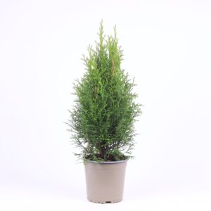 Thuja Smaragd occidentalis
(6 Plants/Order)(15cmP 50cmH)