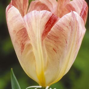 Droge Bulbs Tulipa Fosteriana Flaming Purissima x10 12/+
(10 Plants/Order)(20cmP 45cmH)