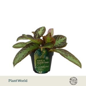 Episcia cupreata Zebra
(4 Plants/Order)(12cmP 20cmH)