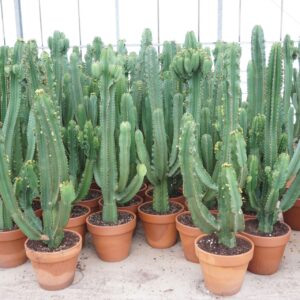 Euphorbia Ingens
(1 Plants/Order)(40cmP 170cmH)