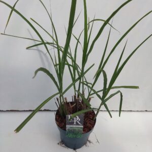 Miscanthus sinensis Malepartus
(1 Plants/Order)(19cmP 50cmH)