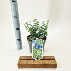 Euonymus fortunei Emerald Gaiety
(1 Plants/Order)(17cmP 25cmH)