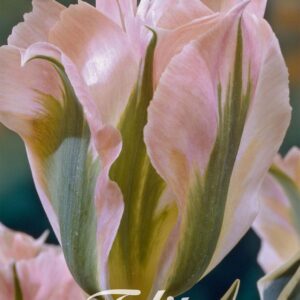 Droge Bulbs Tulipa Viridiflora China Town x 7 12/+
(10 Plants/Order)(20cmP 50cmH)