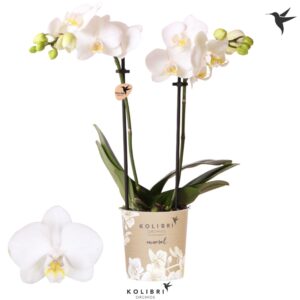 Phalaenopsis Multifl. typ Floriclon Alaska 2 spike
(12 Plants/Order)(9cmP 40cmH)