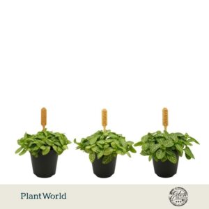 Fittonia Verschaffeltii 5,5cm
(20 Plants/Order)(5.5cmP 10cmH)