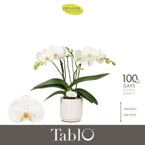 Phalaenopsis white more Ripsen Tablo Martini 2 spike in Lazio White
(6 Plants/Order)(12cmP 40cmH)