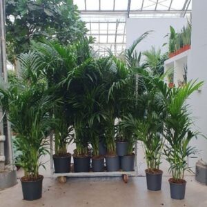Howea forsteriana Mixkar XL
(15 Plants/Order)(5cmP 999cmH)