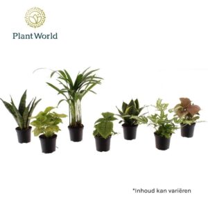 Indoor plants Keen on Green Texas mix 7 cm
(16 Plants/Order)(7cmP 15cmH)