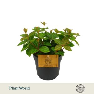 Peperomia angulata Rocca Vivace 10,5cm
(6 Plants/Order)(10.5cmP 15cmH)