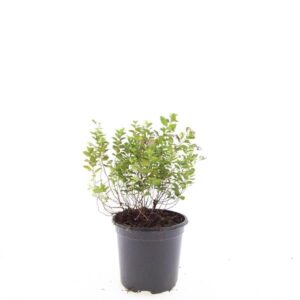 Spiraea japonica Little Princess
(8 Plants/Order)(14cmP 25cmH)