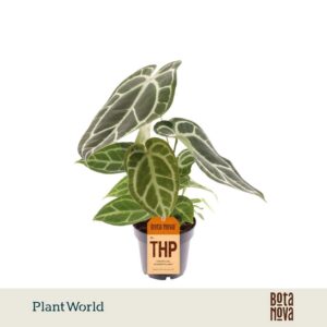 Anthurium Leaf Chrystallinum
(6 Plants/Order)(14cmP 35cmH)