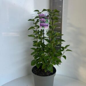 Syringa vulgaris 'Prince Wolkonsky'
(1 Plants/Order)(23cmP 35cmH)