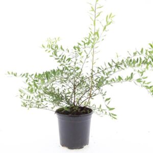 Spiraea cinerea Grefsheim
(8 Plants/Order)(14cmP 10cmH)