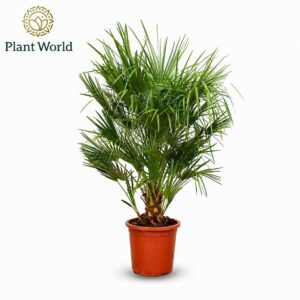 Chamaerops humilis Eagle palm P30 160-170cm
(3 Plants/Order)(30cmP 160cmH)