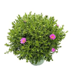 Aster Henri I Pink Henry
(6 Plants/Order)(17cmP 40cmH)