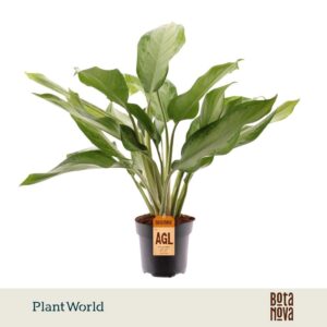 Aglaonema Cleopatra
(6 Plants/Order)(17cmP 65cmH)