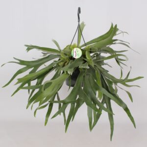 Platycerium bifurcatum
(1 Plants/Order)(21cmP 55cmH)