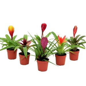 Bromelia 7 cm Bromini mix
(20 Plants/Order)(7cmP 25cmH)