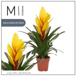 Vriesea Intenso Yellow 12cm Mimesis
(10 Plants/Order)(12cmP 48cmH)