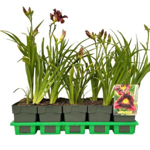 Hemerocallis Midnight Dynamite' P11
(10 Plants/Order)(11cmP 25cmH)
