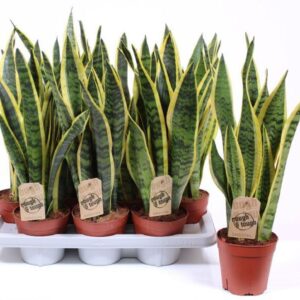 Sansevieria Laurentii XL
(7 Plants/Order)(14cmP 55cmH)