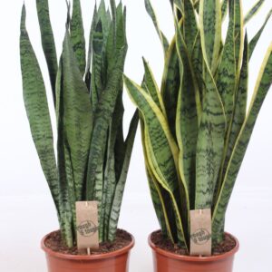 Sansevieria mix
(1 Plants/Order)(21cmP 80cmH)