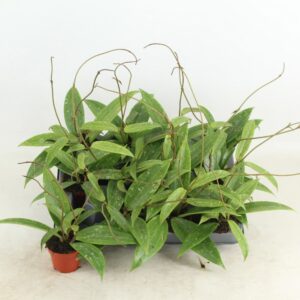 Hoya Hoya SP Loei
(12 Plants/Order)(6cmP 10cmH)