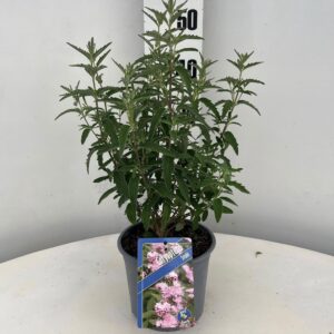 Caryopteris Stephi ('Lissteph'PBR)
(1 Plants/Order)(17cmP 45cmH)