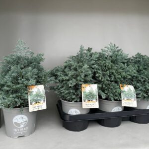 Chamaecyparis Sky Blue Pisifera P15
(6 Plants/Order)(15cmP 30cmH)