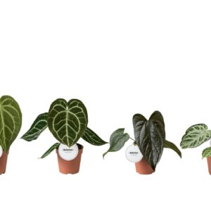 Anthurium Leaf mix
(8 Plants/Order)(12cmP 20cmH)