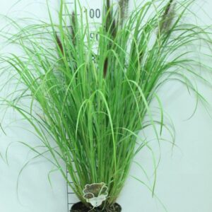 Pennisetum alopecuroides Black Beauty' P23
(1 Plants/Order)(23cmP 120cmH)
