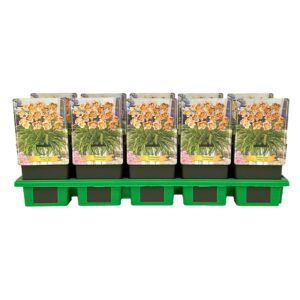 Hemerocallis London Eye' P11
(10 Plants/Order)(11cmP 25cmH)