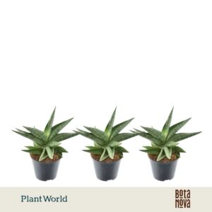 Sansevieria other Helios gedraaid P8,5
(12 Plants/Order)(8.5cmP 30cmH)