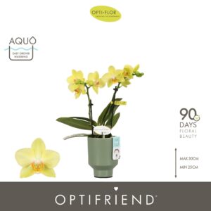 Phalaenopsis Multiflora Optifriend Vayenne 2 spike in Emilia Green Aquo
(6 Plants/Order)(7cmP 25cmH)