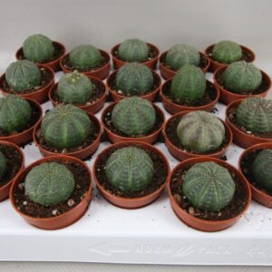 Euphorbia 120 Obesa 5,5 cm
(20 Plants/Order)(5.5cmP 5cmH)